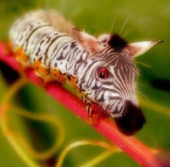 zebra-pillar or caterbra